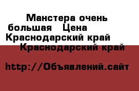 Манстера очень большая › Цена ­ 10 000 - Краснодарский край  »    . Краснодарский край